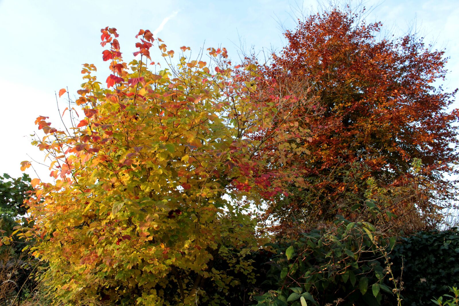 Canon EOS 600D (Rebel EOS T3i / EOS Kiss X5) sample photo. Viburnum, beech, fall colors photography