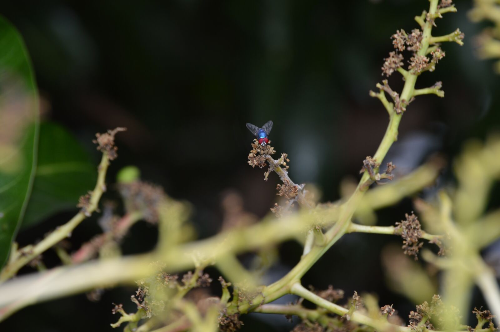 Nikon D3200 sample photo. Fly, nature, green photography
