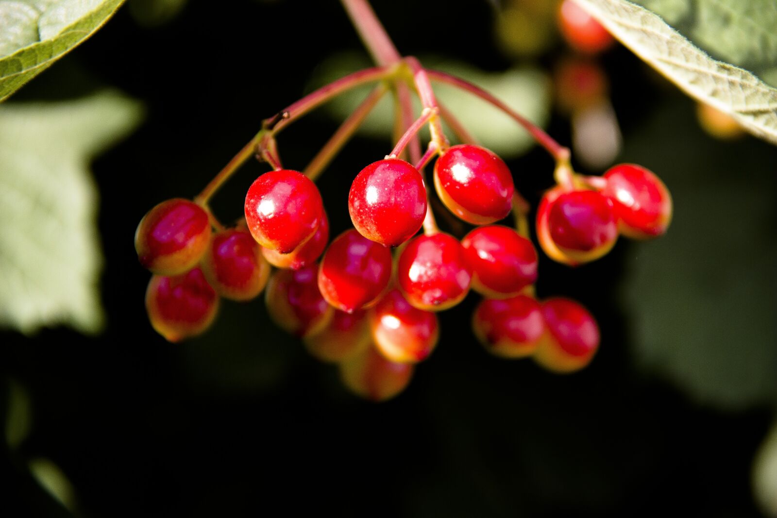 Canon EOS 650D (EOS Rebel T4i / EOS Kiss X6i) sample photo. Viburnum, fruit, berry photography