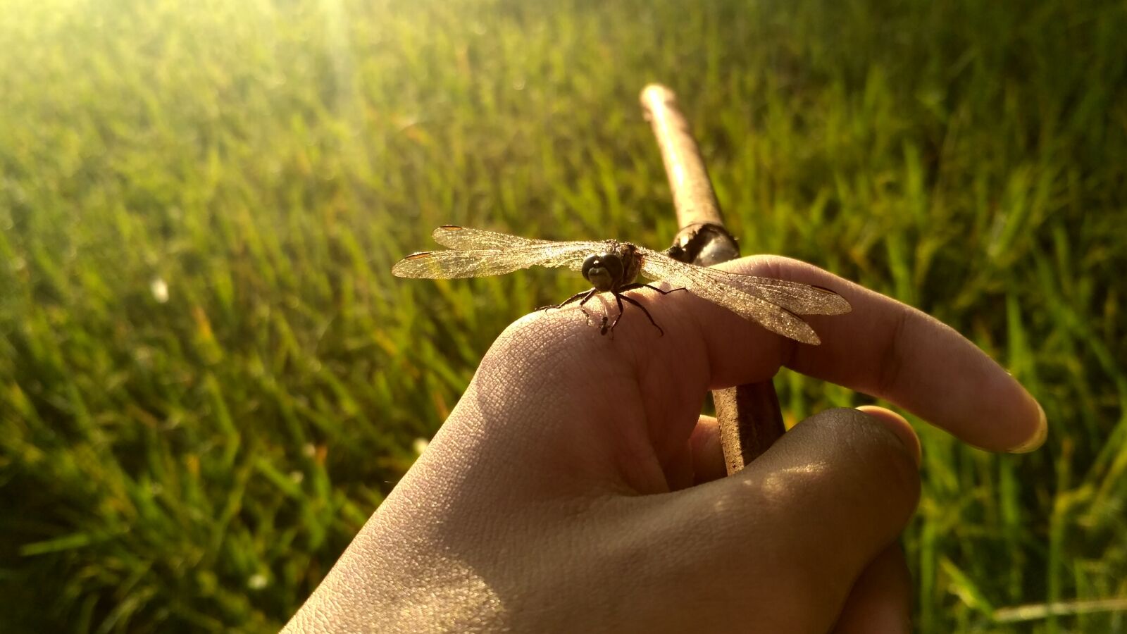 Xiaomi Redmi 3X sample photo. Indonesian, traditional, nature photography
