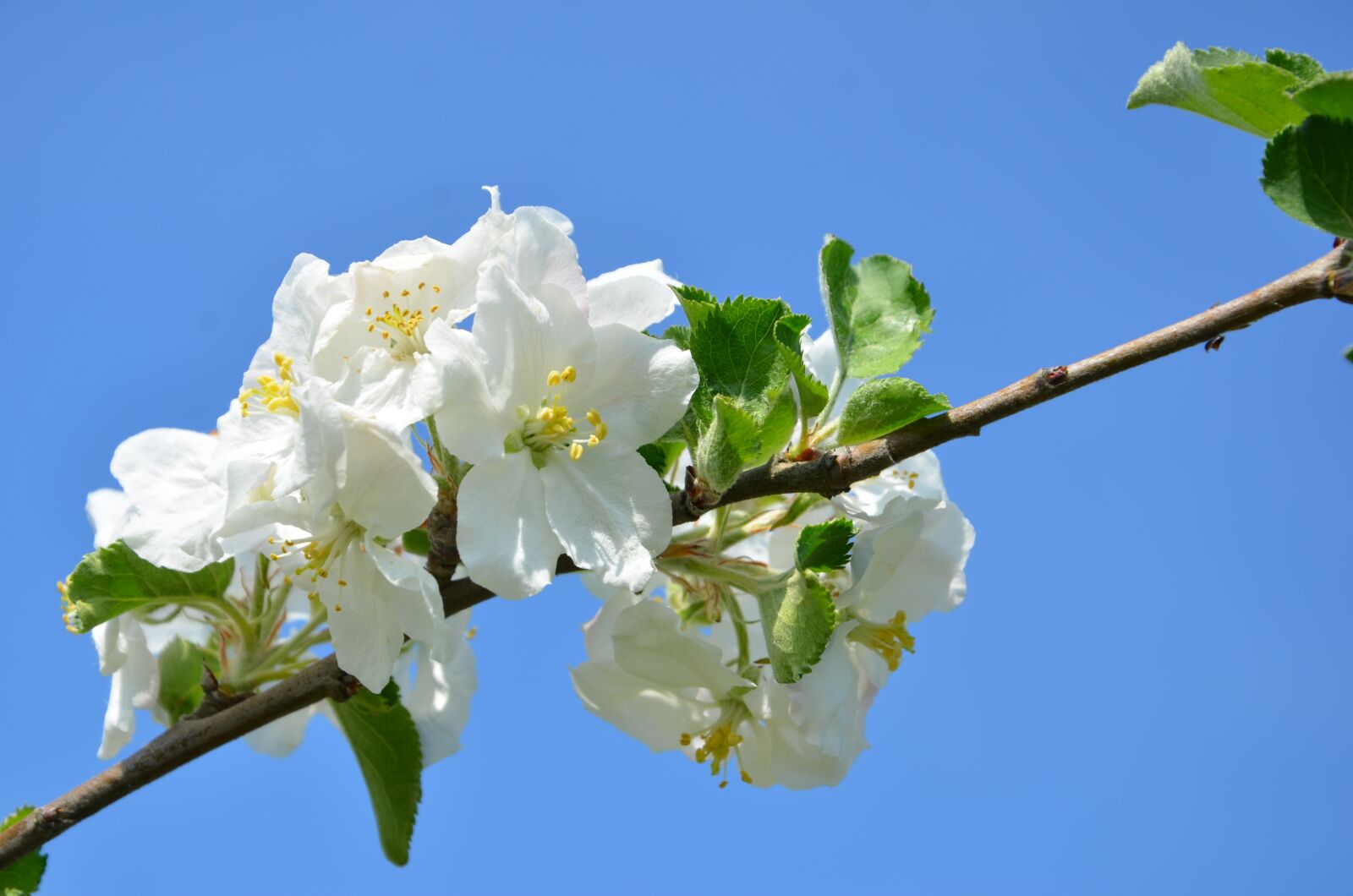 Nikon D7000 sample photo. Cherry, blossom, bloom photography
