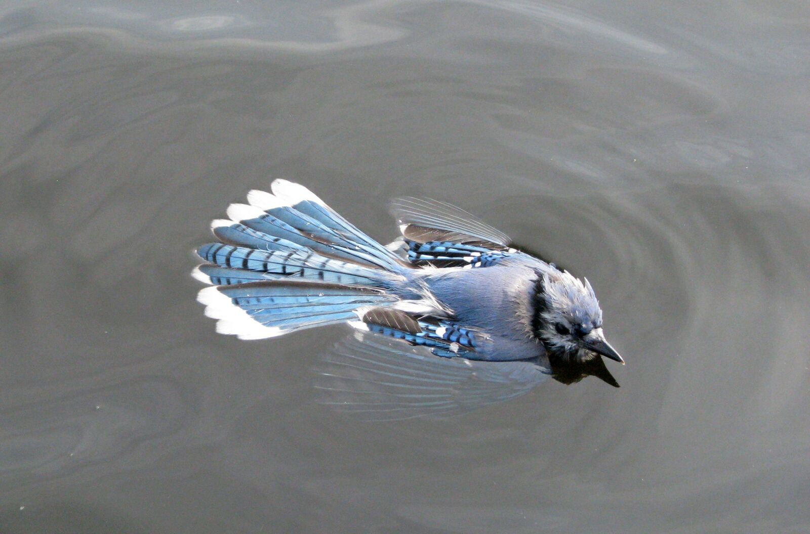 Canon POWERSHOT S5 IS sample photo. Blue jay, cyanocitta cristata photography