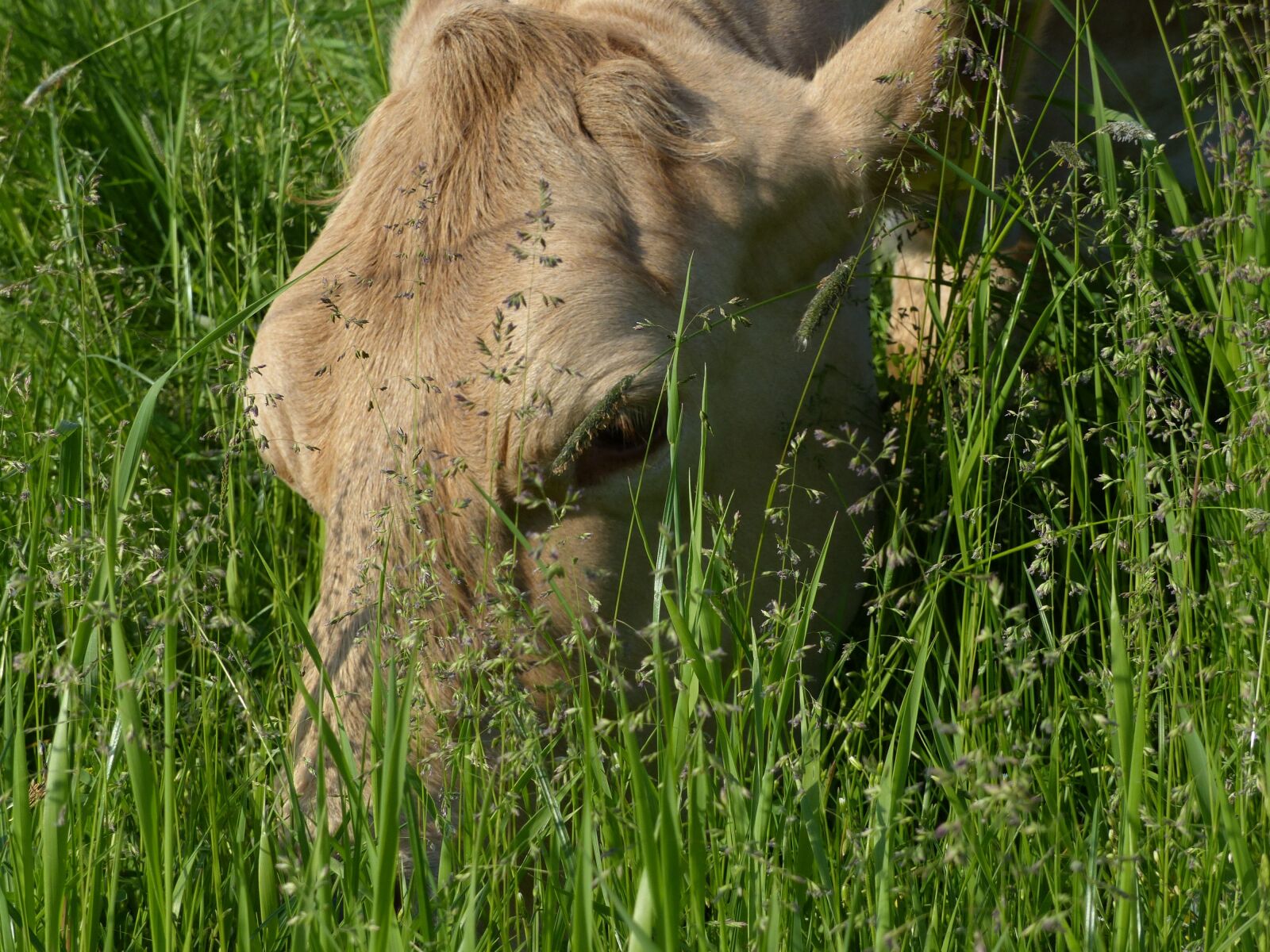 Panasonic Lumix DMC-FZ200 sample photo. Nature, meadow, animals photography
