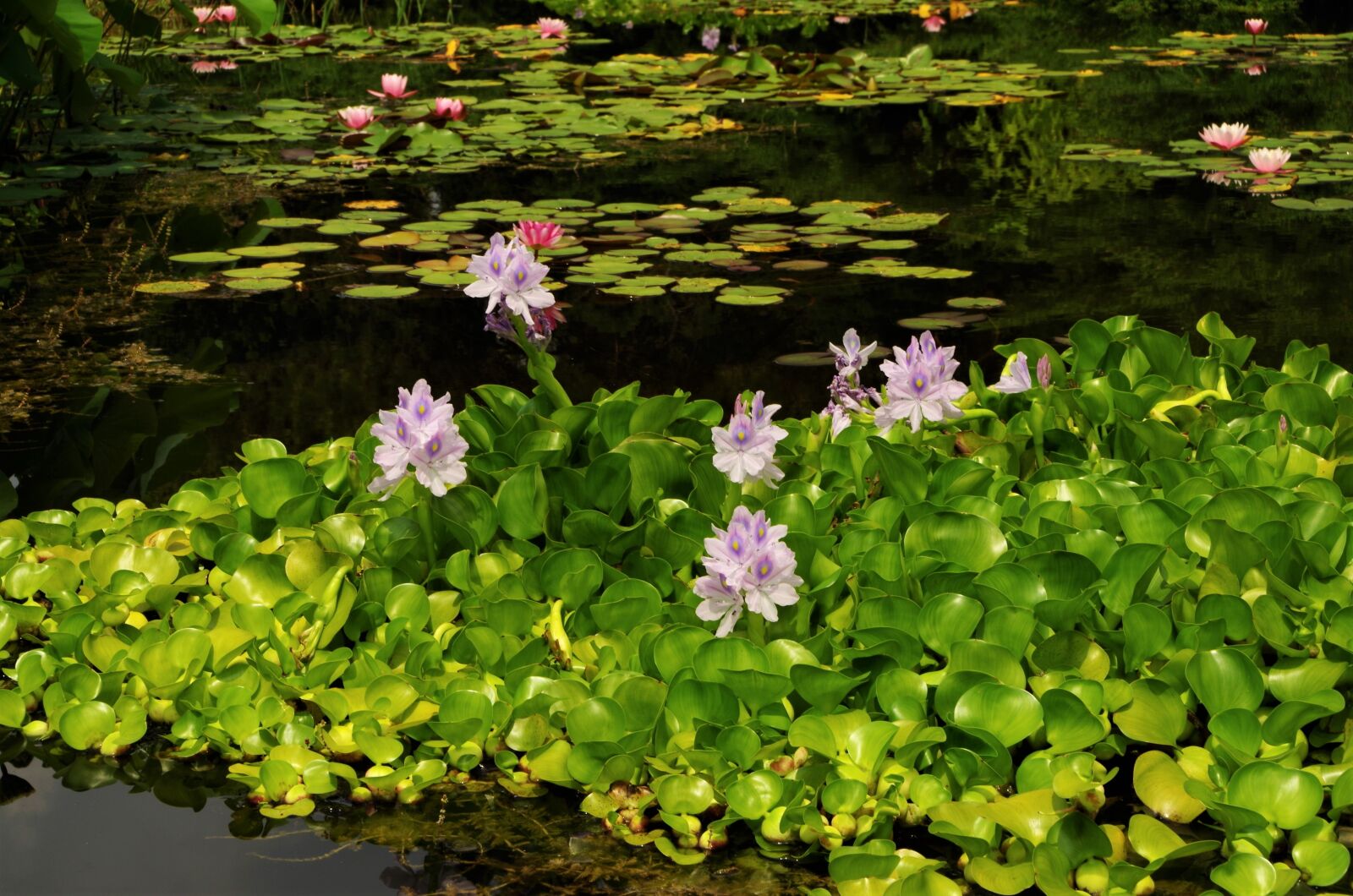 Pentax K-50 sample photo. Flowers, water lilies, pond photography