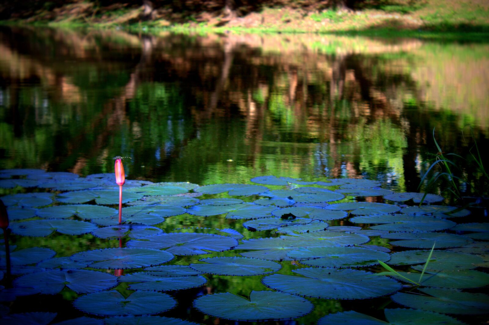 Canon EOS 1100D (EOS Rebel T3 / EOS Kiss X50) sample photo. Lotus, siem reap, cambodia photography