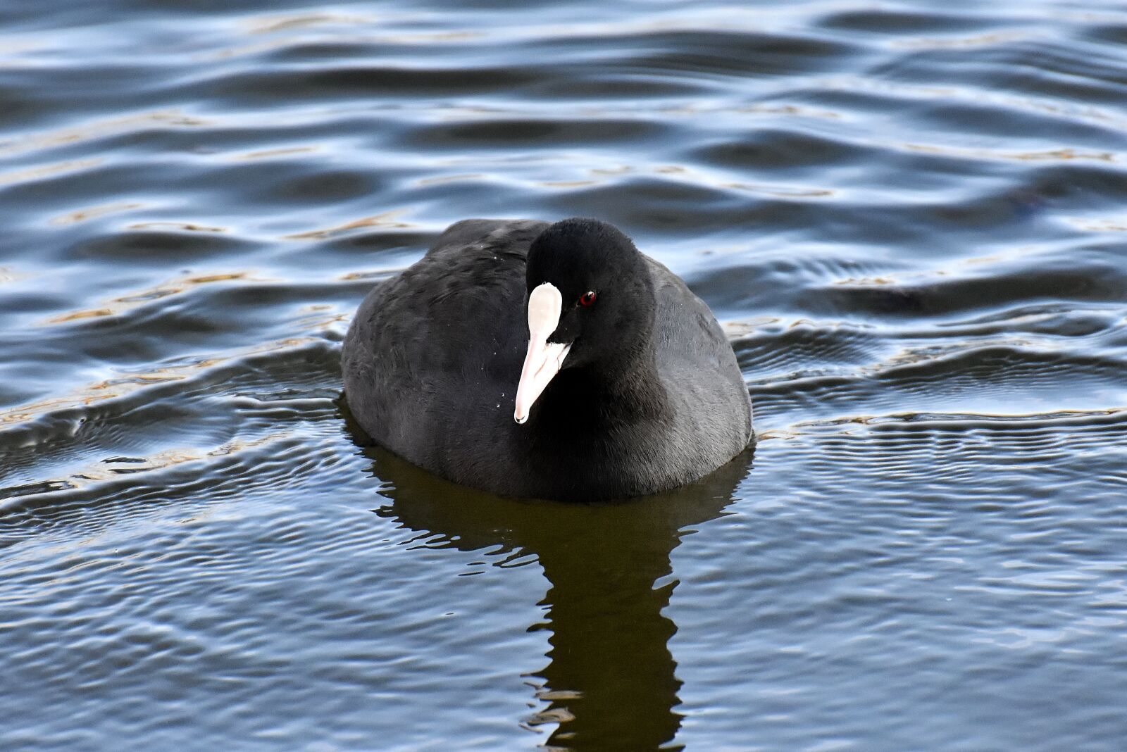 Nikon D7200 sample photo. Coot, animal, animal world photography