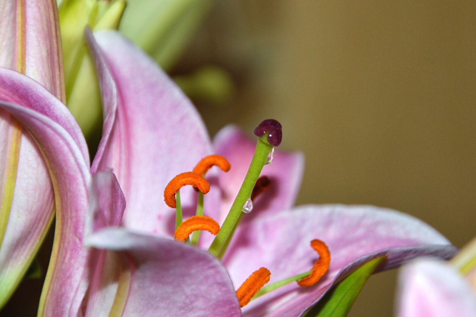 Nikon D3200 sample photo. Lily, pistil, pollen photography
