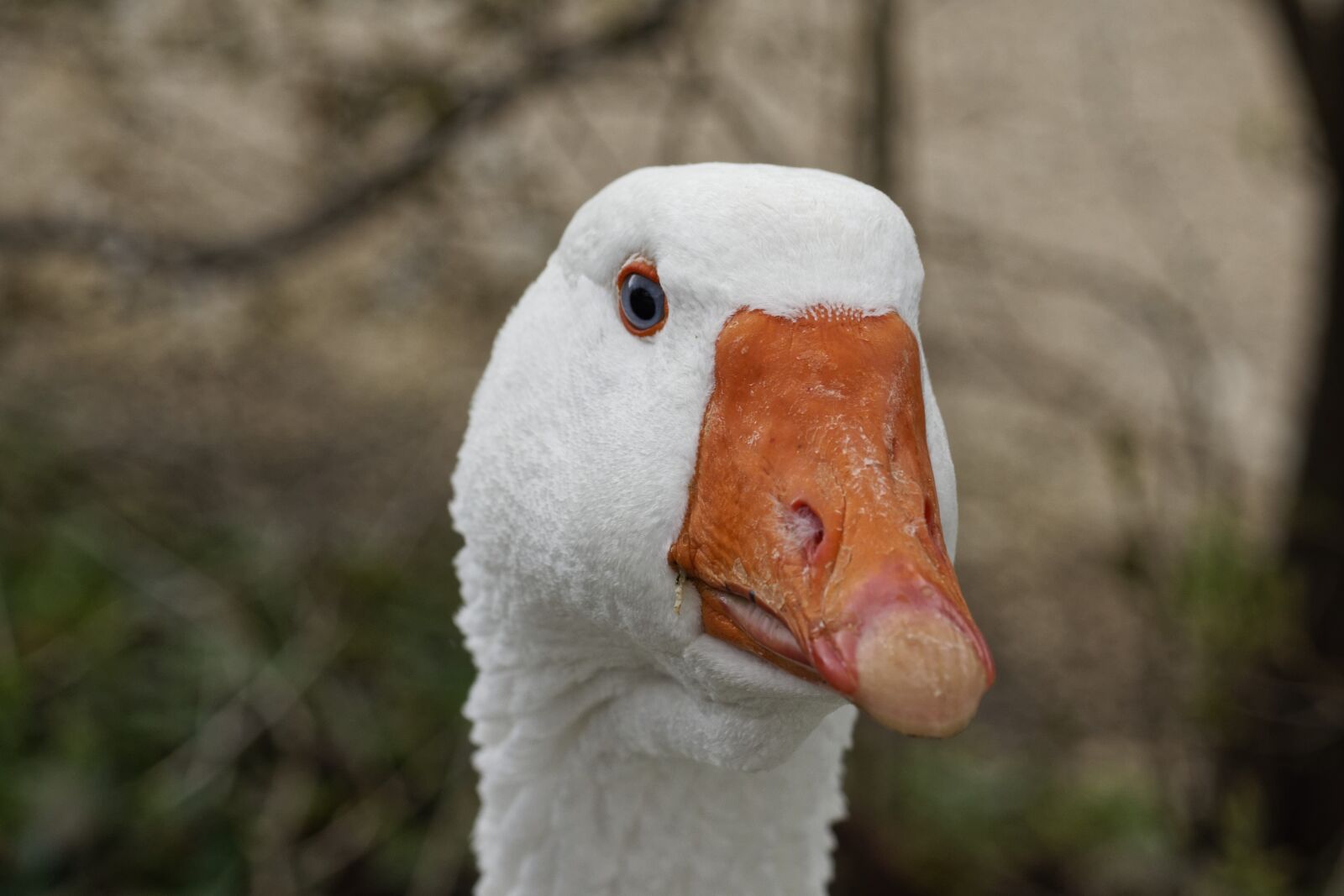 Sony SLT-A77 + Minolta AF 100mm F2.8 Macro [New] sample photo. Nature, animal world, animal photography