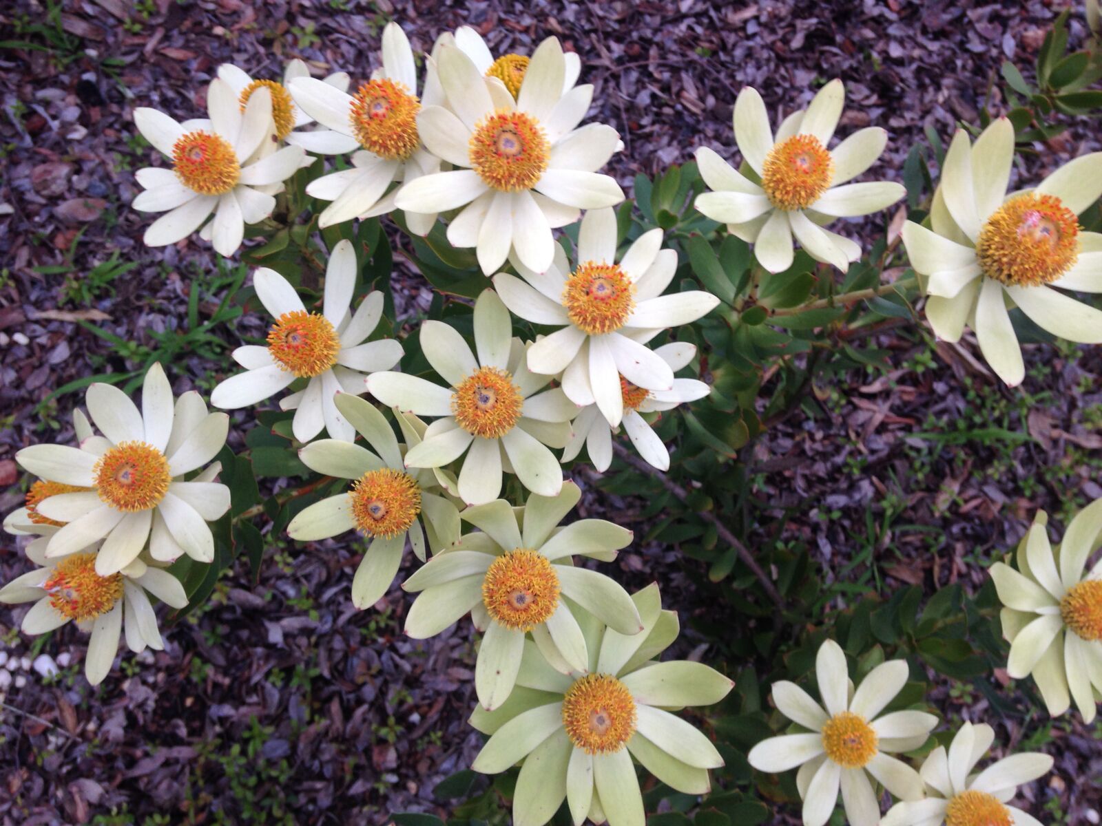 iPhone 5c back camera 4.12mm f/2.4 sample photo. Daisies, daisy, flower, flowers photography