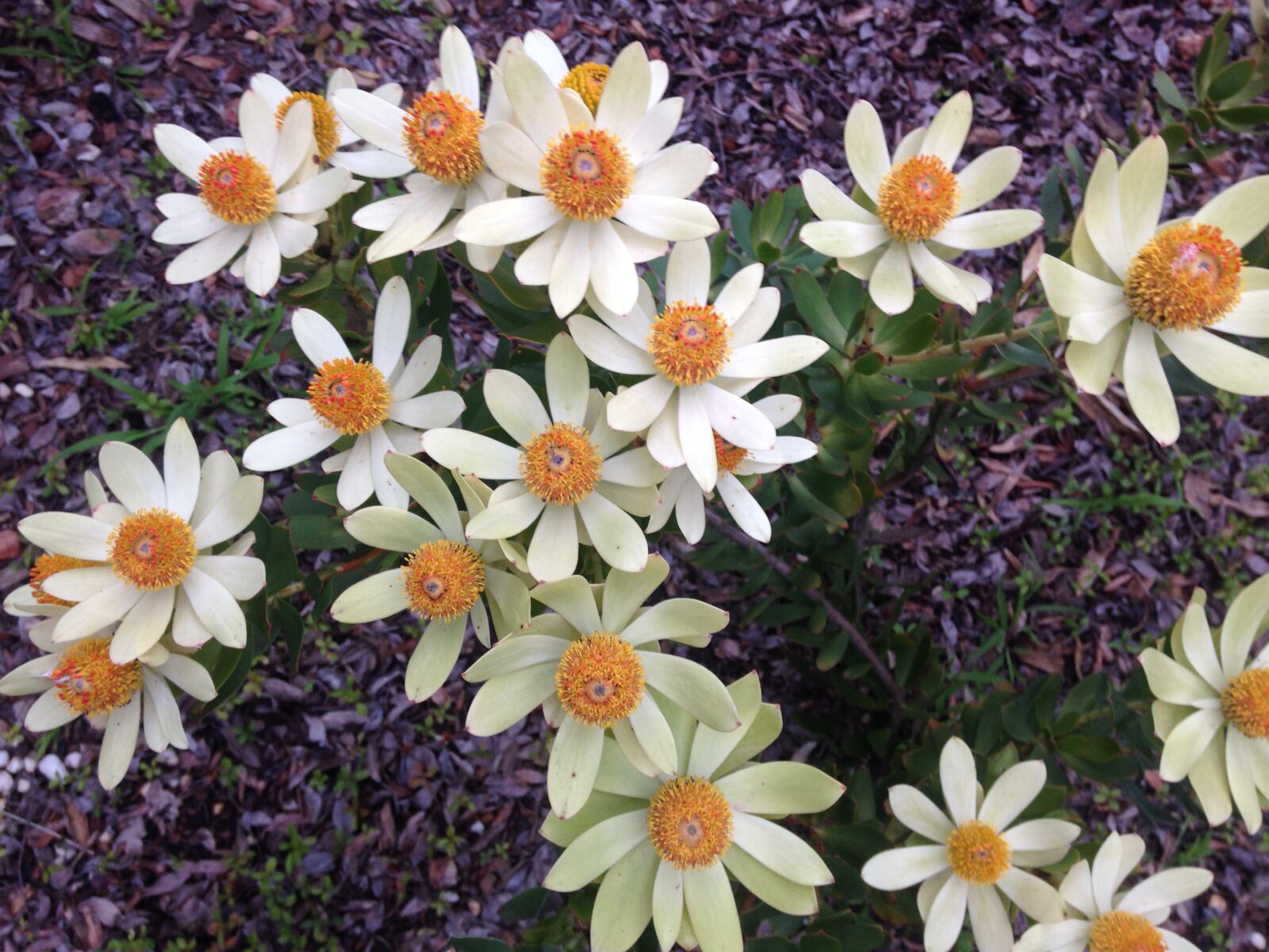 Apple iPhone 5c sample photo. Daisies, daisy, flower, flowers photography