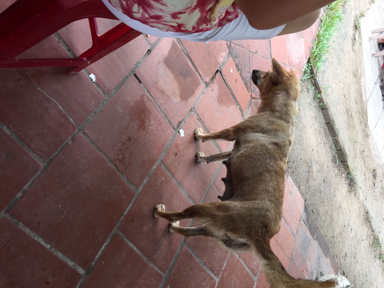 Apple iPhone 6 sample photo. Bony, dog, malnutritious photography