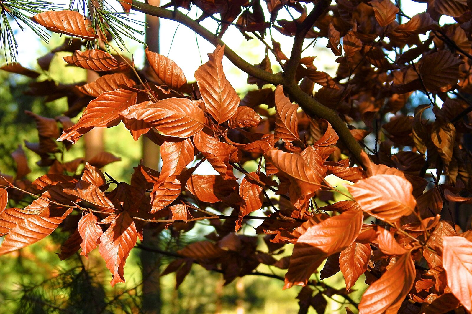Nikon Coolpix P900 sample photo. Dry leaf, nature, winter photography