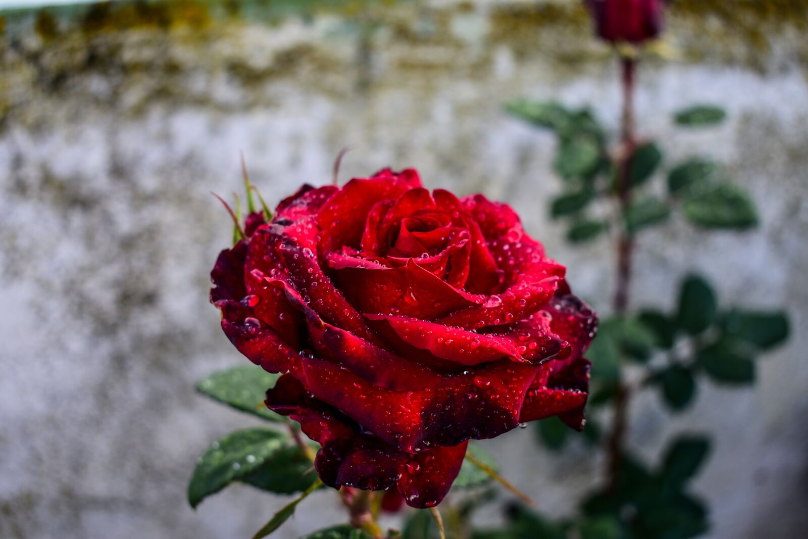 Nikon D3400 sample photo. Flower, rosa, nature photography
