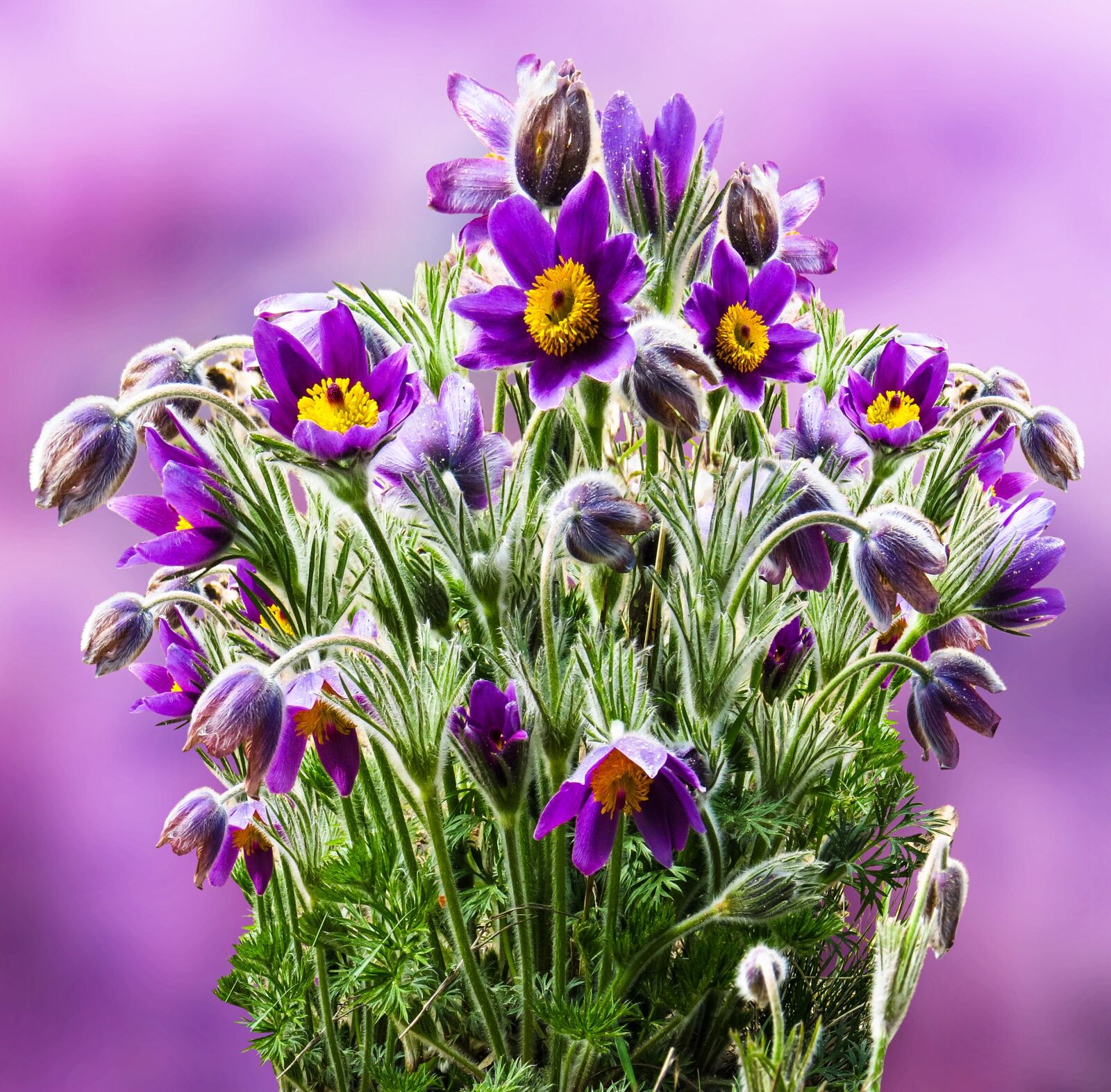 Canon PowerShot SX50 HS sample photo. Flower, pasque flower, spring photography