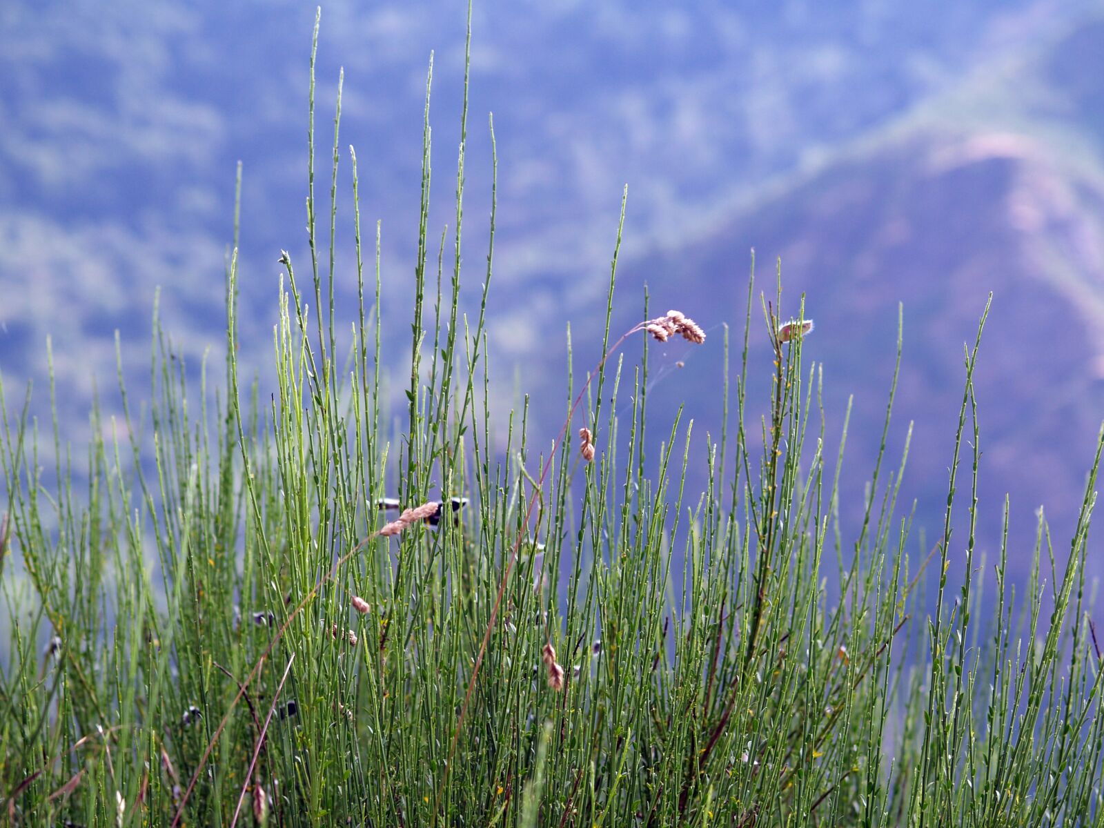 Olympus E-500 (EVOLT E-500) sample photo. Plant, landscape, nature photography