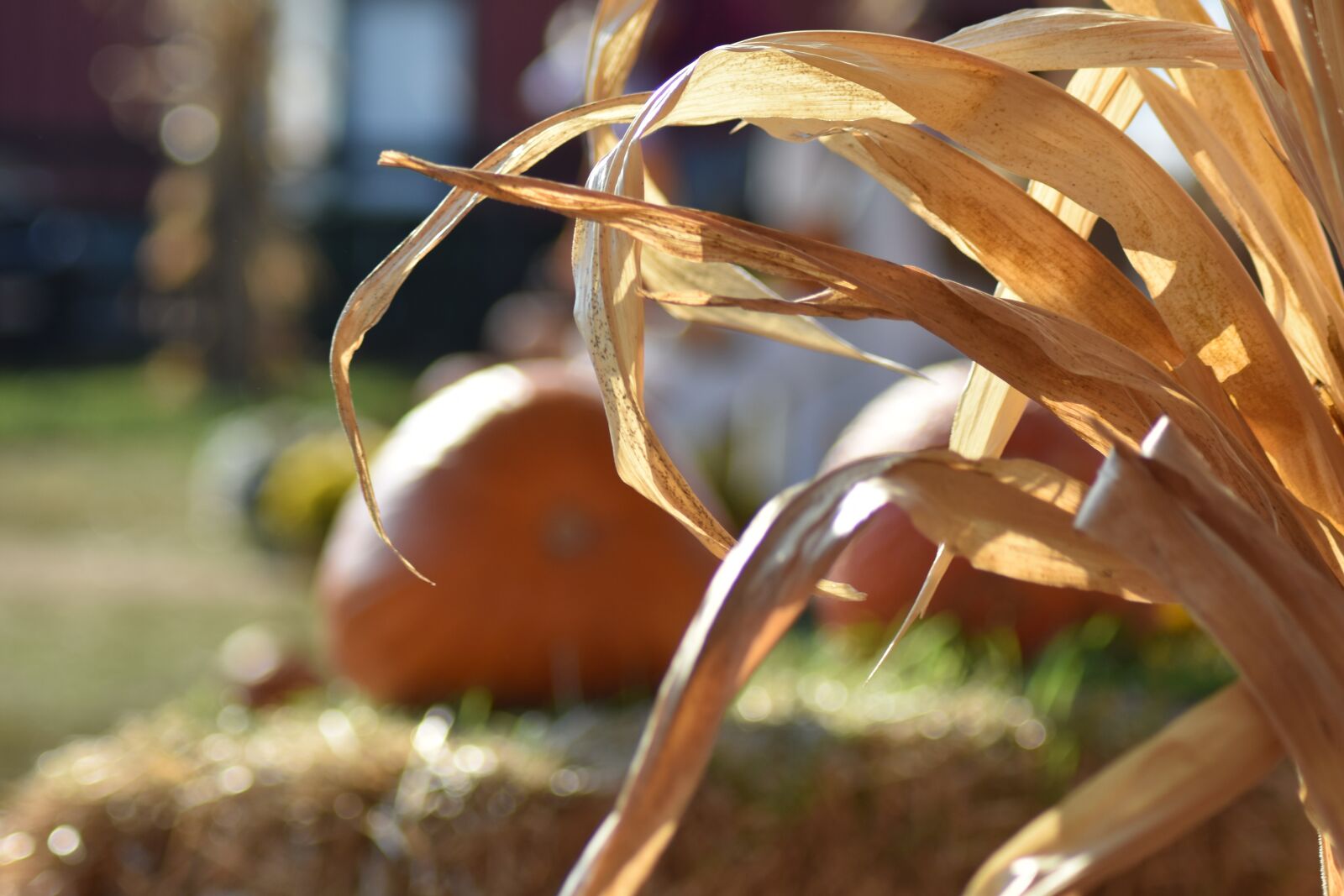 Nikon D3400 sample photo. Fall, pumpkin, mum photography