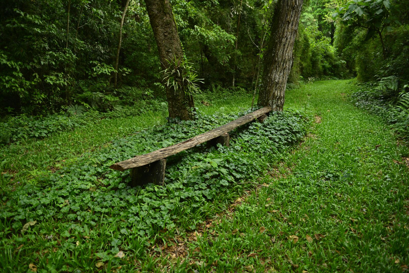 Nikon D800 sample photo. Green, woods, nature photography