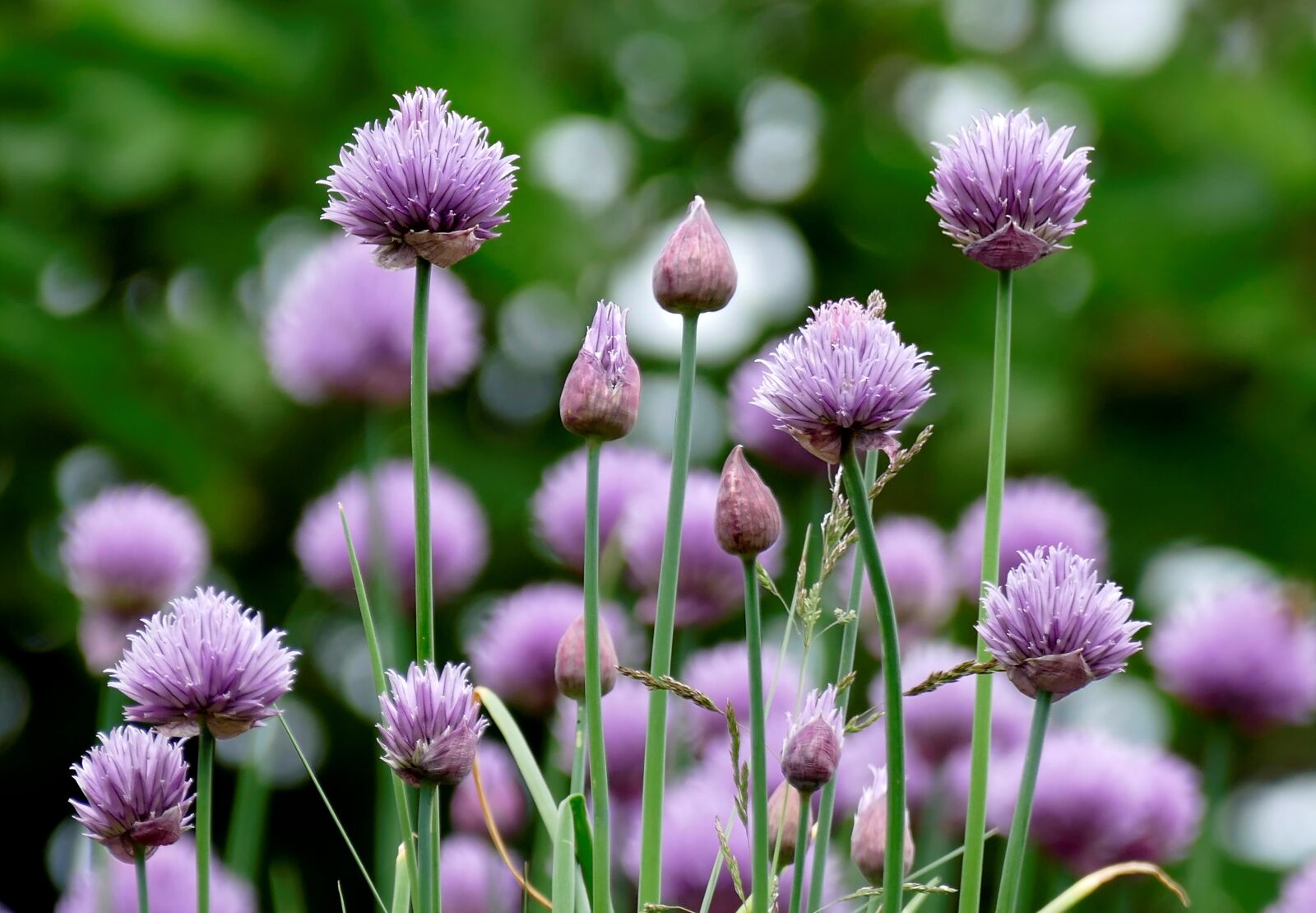 Panasonic Lumix DMC-FZ1000 sample photo. Chives, flowers, purple photography
