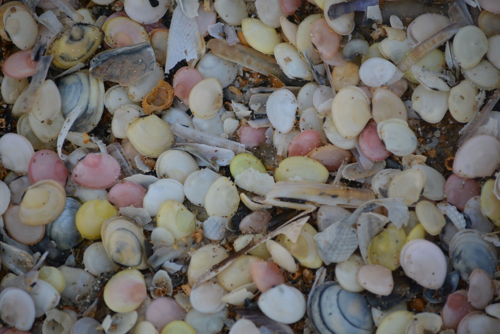 Nikon D5200 sample photo. Shells, nature, colors photography