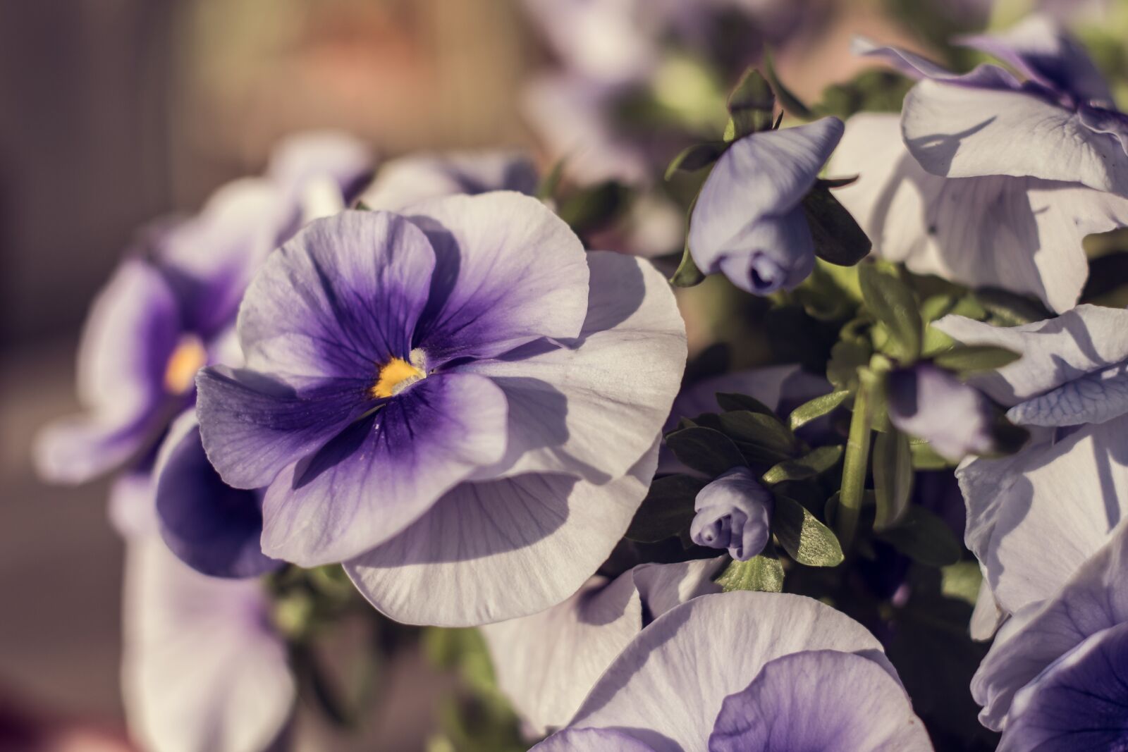 Canon EOS 700D (EOS Rebel T5i / EOS Kiss X7i) sample photo. Flower, purple, blossom photography