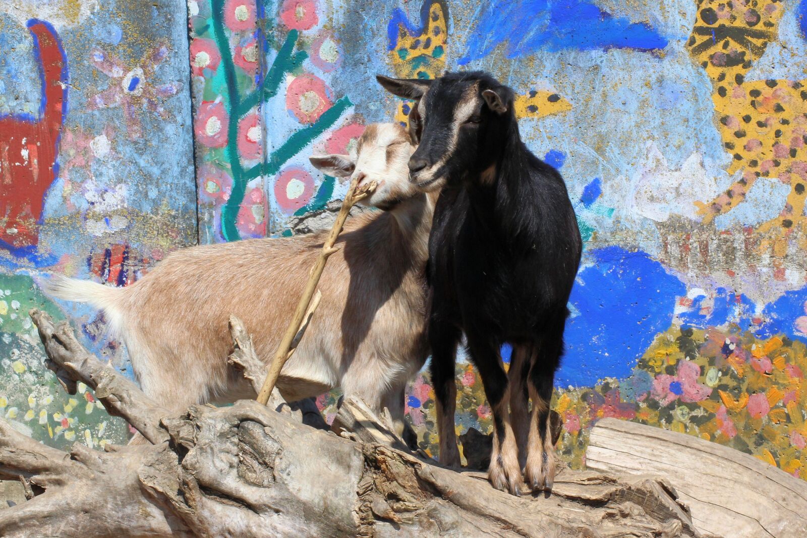 Canon EOS 600D (Rebel EOS T3i / EOS Kiss X5) sample photo. Goat, grafitti, tree trunks photography