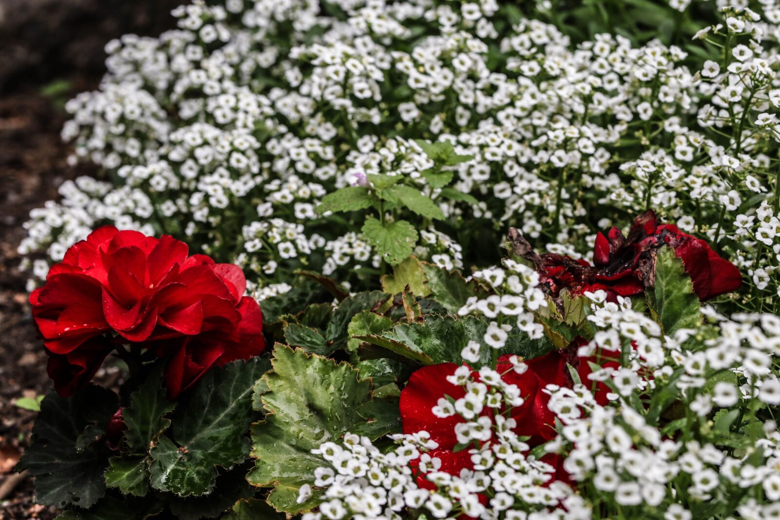 Canon EOS 7D Mark II sample photo. Flower, red, white photography