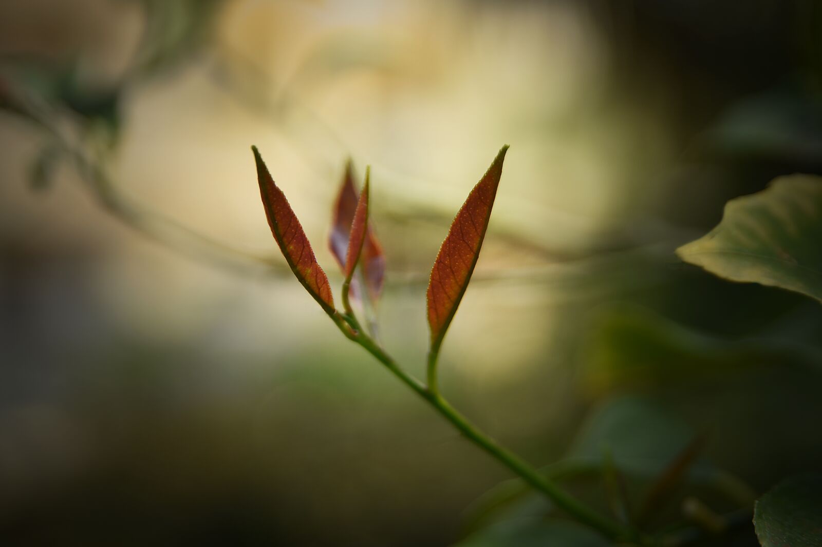 Nikon D750 sample photo. Nature, flower, flora photography