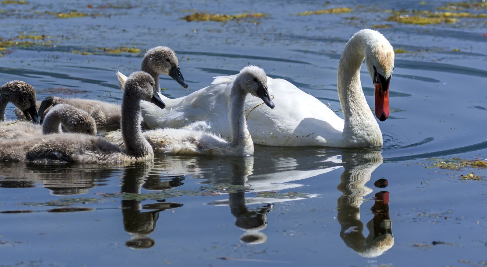 Nikon D7200 sample photo. Swan, nature, bird photography