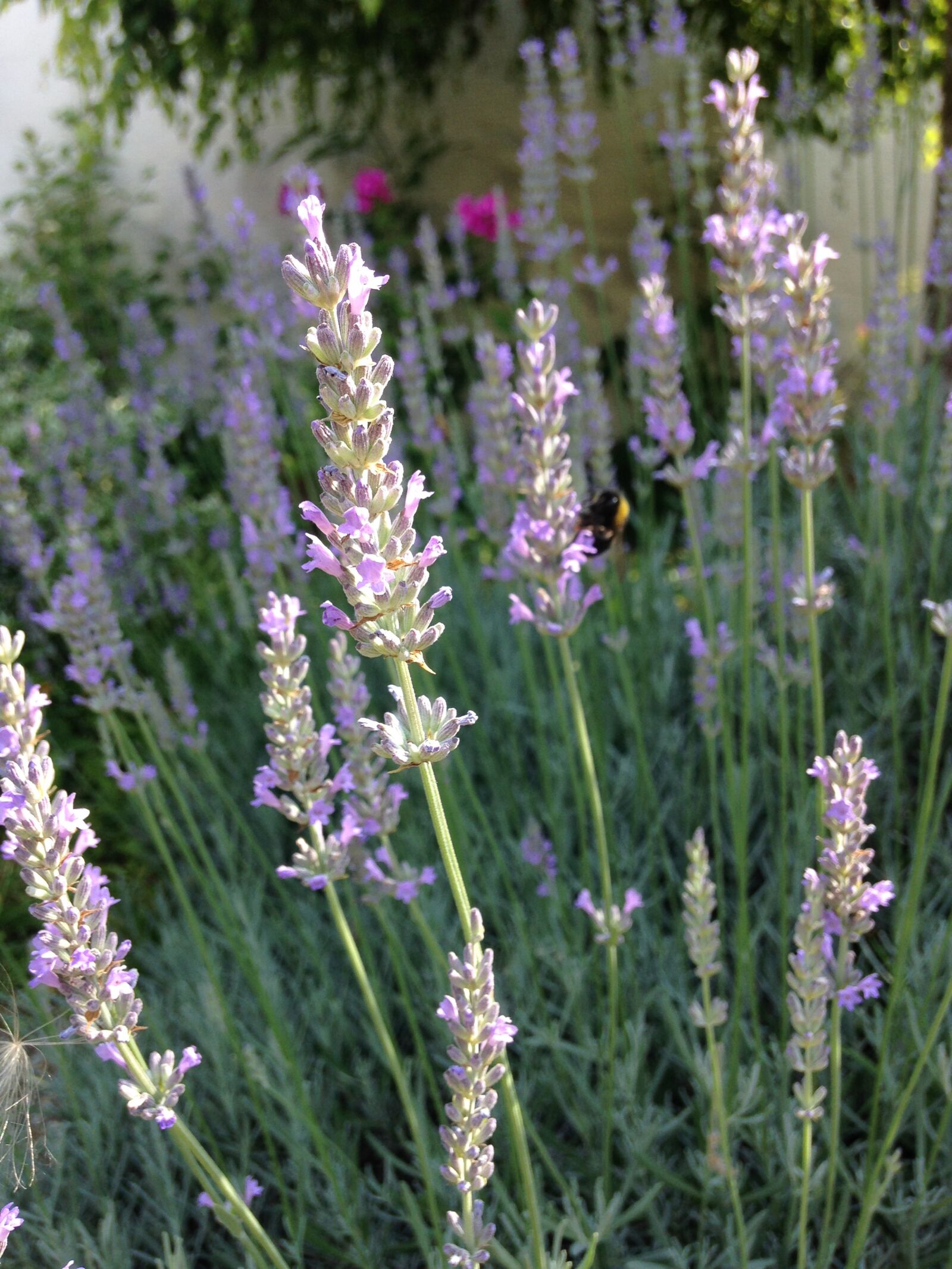 iPhone 5c back camera 4.12mm f/2.4 sample photo. Nature, summer, violet photography