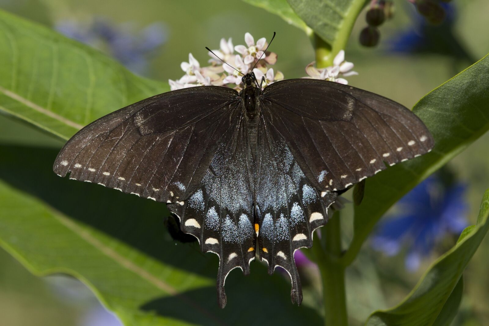 Canon EOS 7D sample photo. Butterfly, eastern tiger swallowtail photography