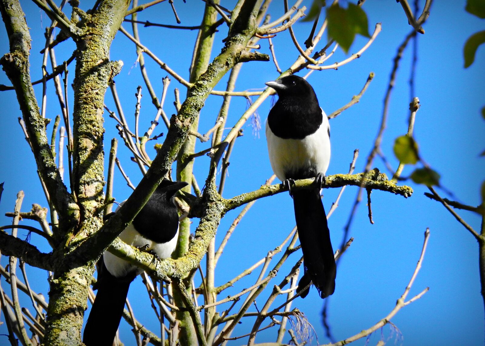 Nikon Coolpix P900 sample photo. Magpie, bird, animal photography