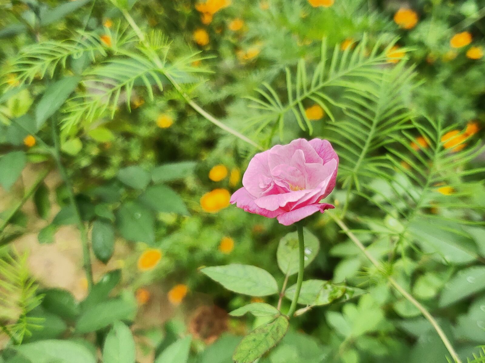Samsung Galaxy Note9 sample photo. Flower, creation, nature photography