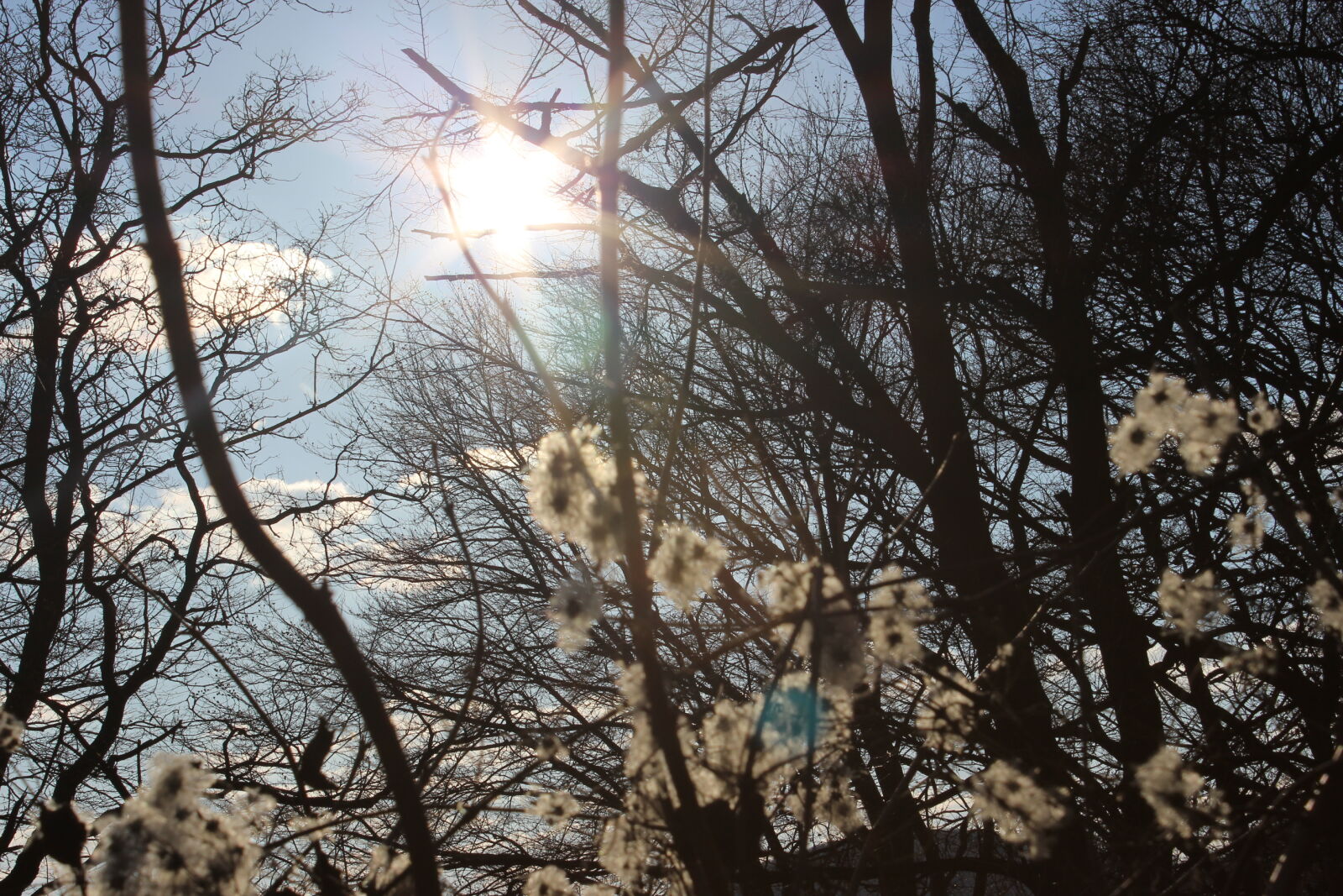Canon EOS 600D (Rebel EOS T3i / EOS Kiss X5) sample photo. Flowers, nature, nature, wallpaper photography