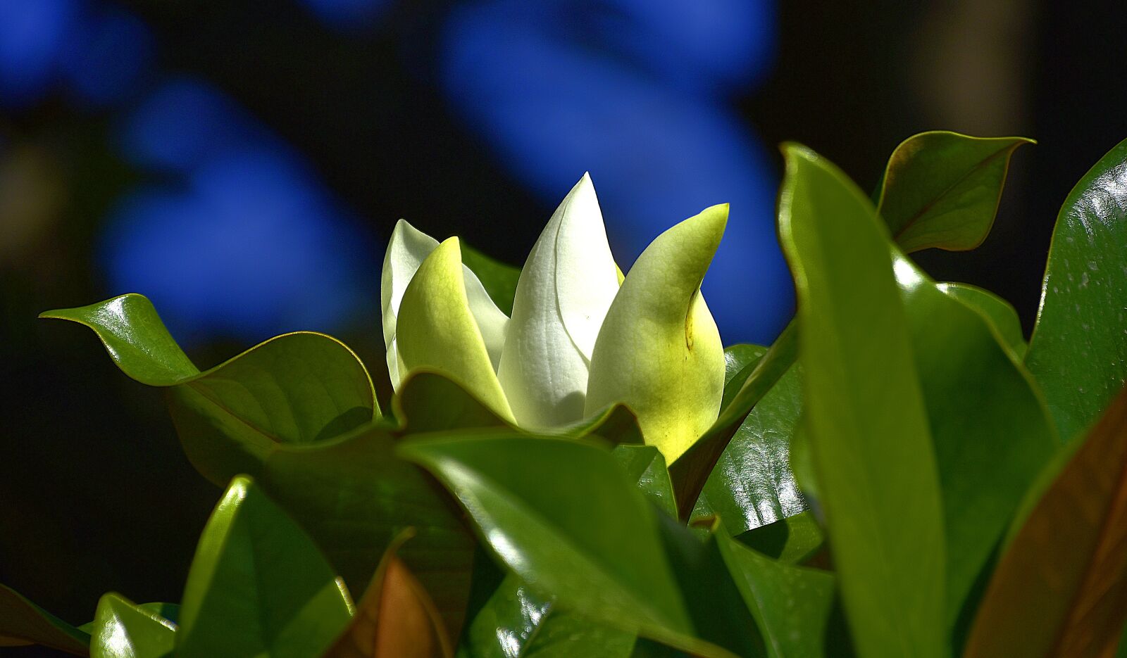 Nikon D7200 sample photo. Flower, garden, petals photography