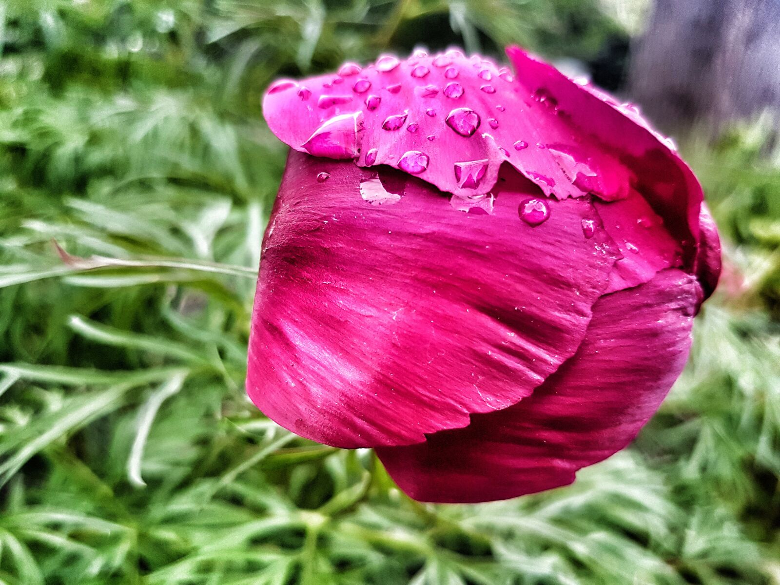 Samsung Galaxy S7 sample photo. Flower, dew, rain photography