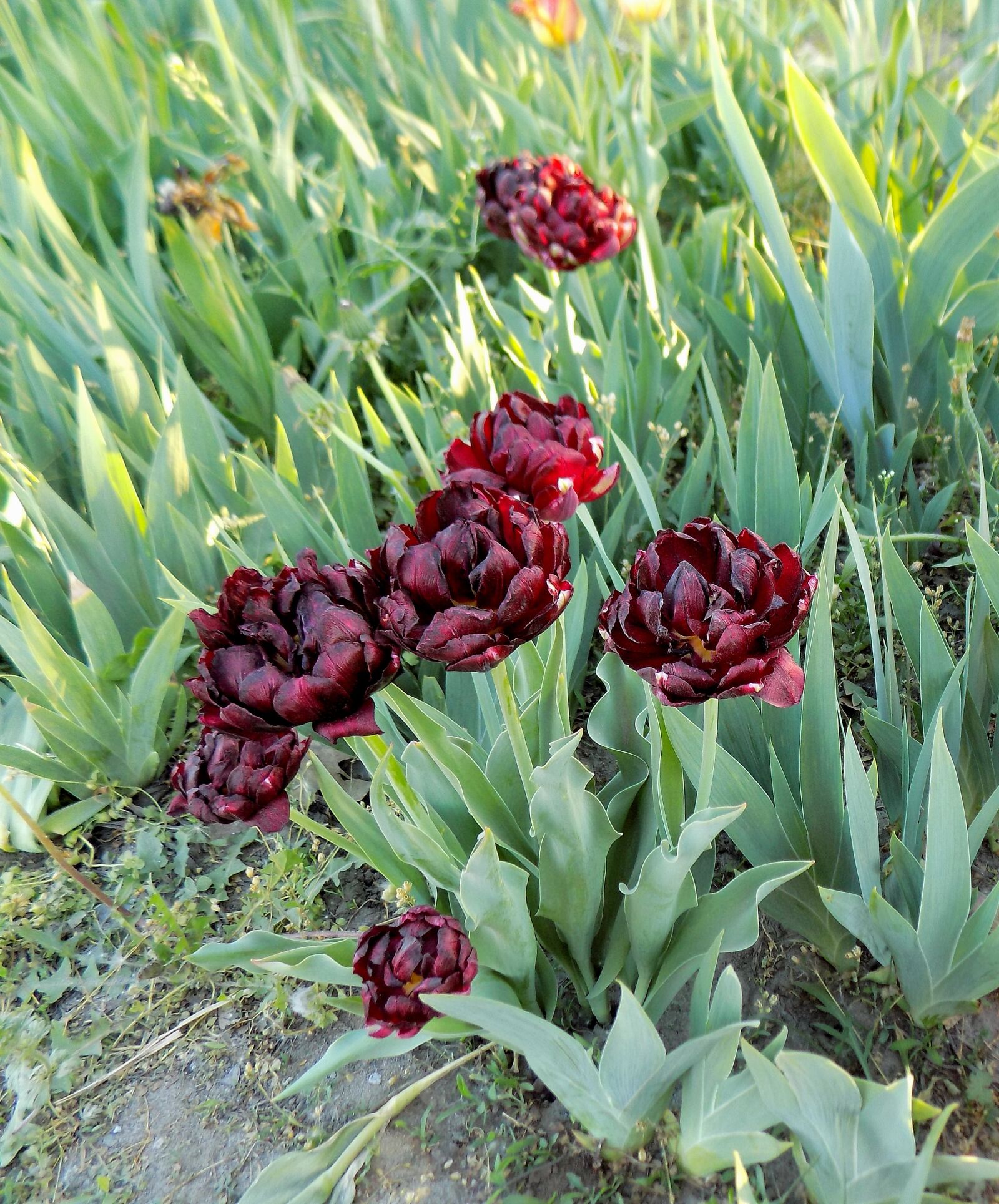 Nikon COOLPIX L330 sample photo. Tulips, black, flowers photography