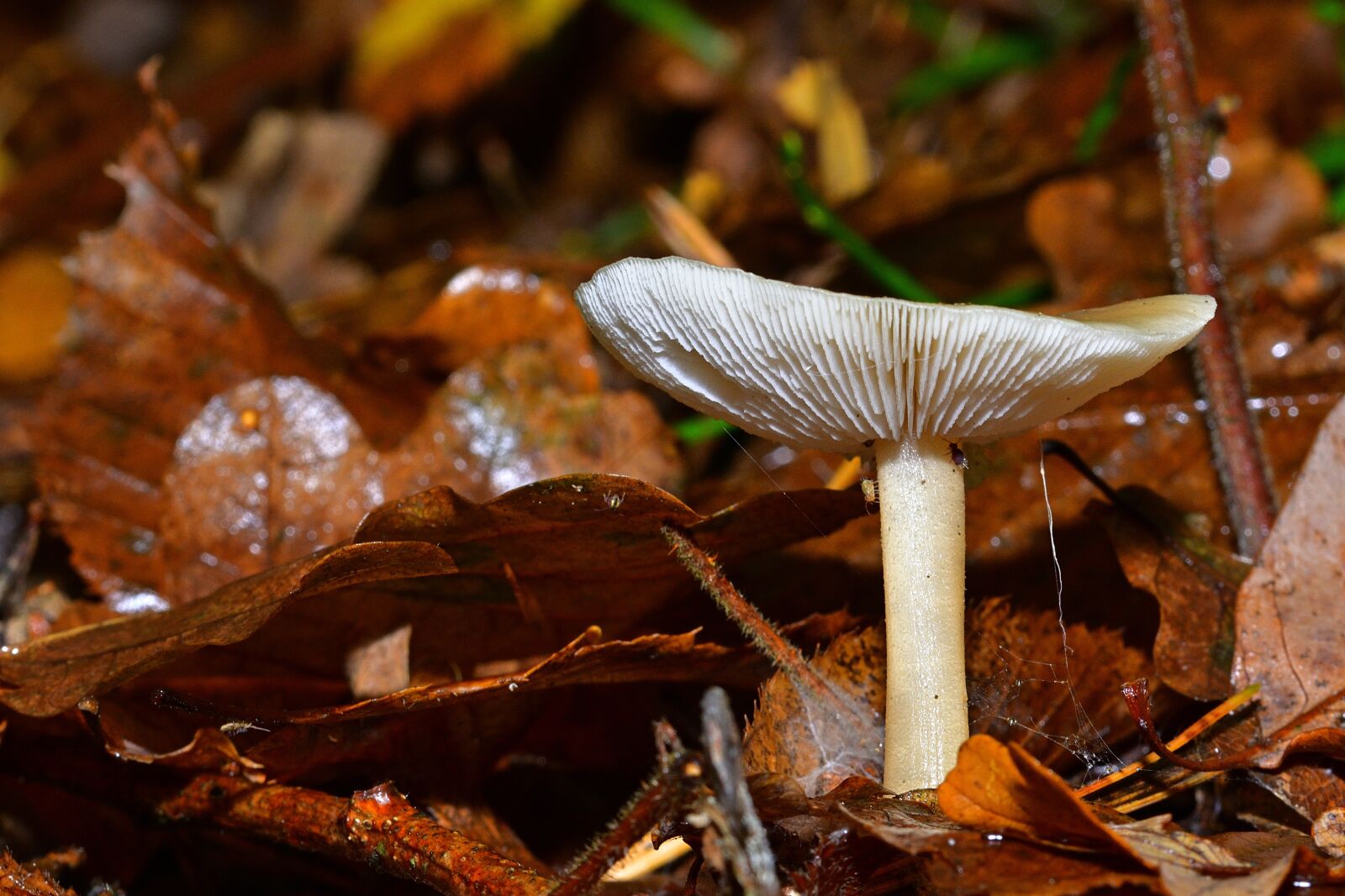 Nikon D5200 sample photo. Forest, autumn, disc fungus photography