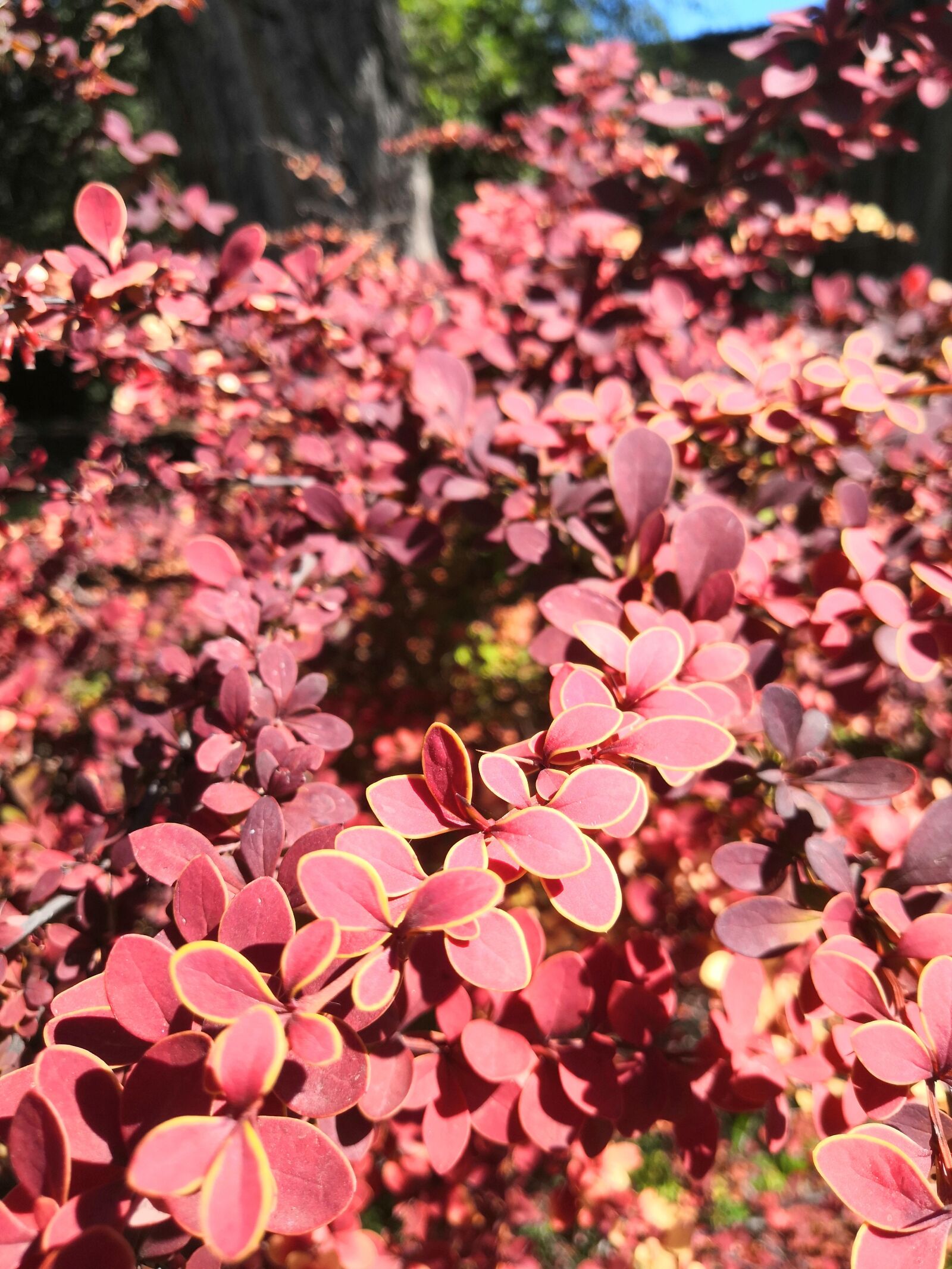 HUAWEI Honor View 10 sample photo