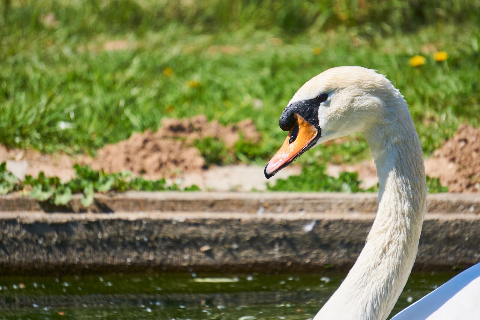 Sony E 55-210mm F4.5-6.3 OSS sample photo. Bird, swan, animal world photography