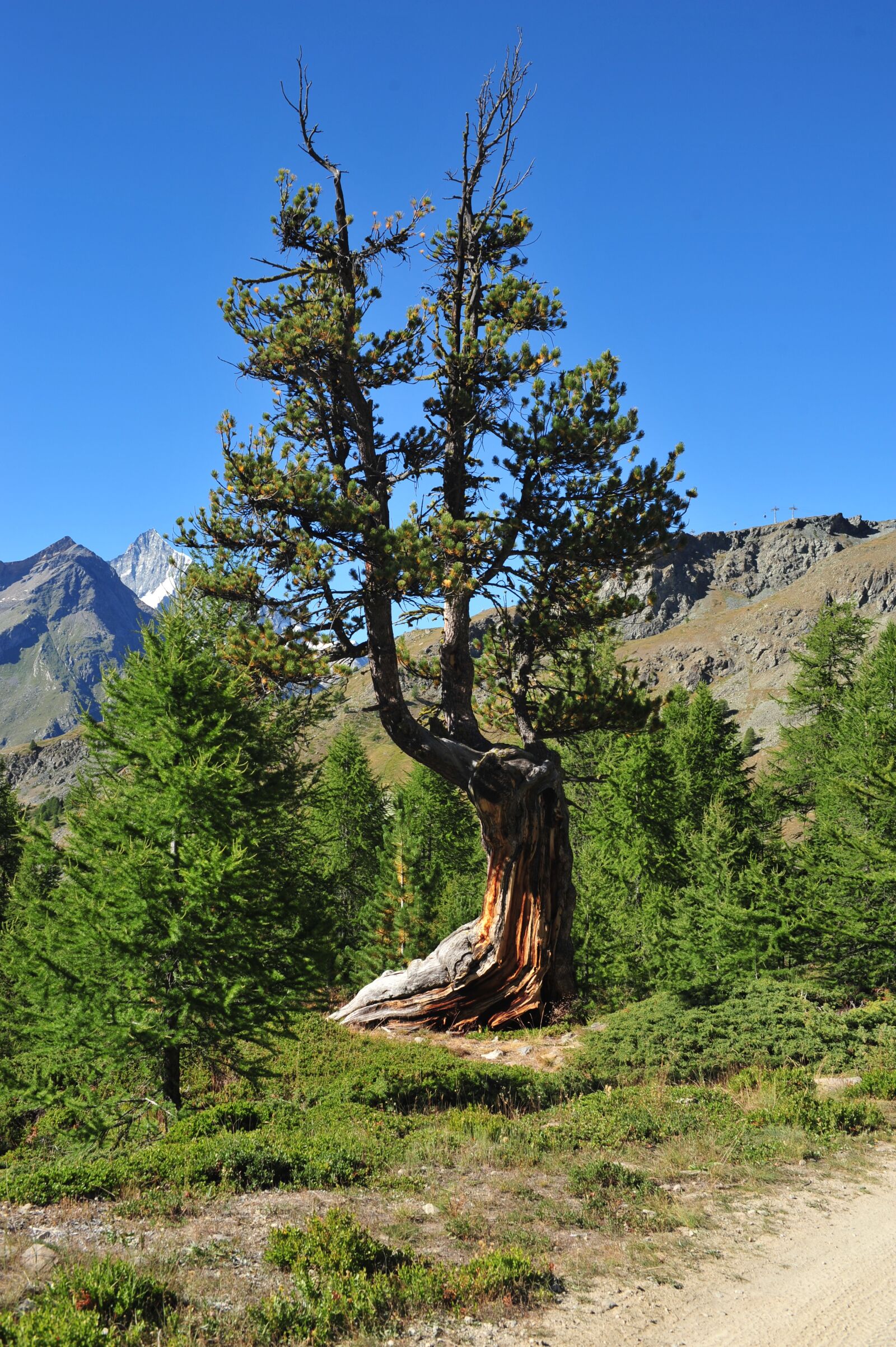 Nikon D700 sample photo. Nature, tree, wood photography