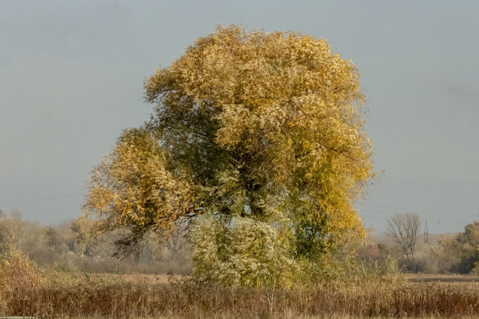 Canon EF75-300mm f/4-5.6 sample photo. Wood, lonely, autumn photography