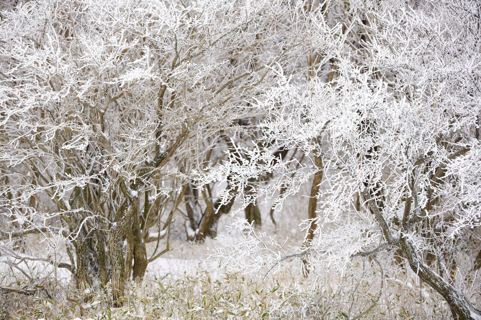 Canon EF 70-200mm F2.8L USM sample photo. Snow, white, winter photography