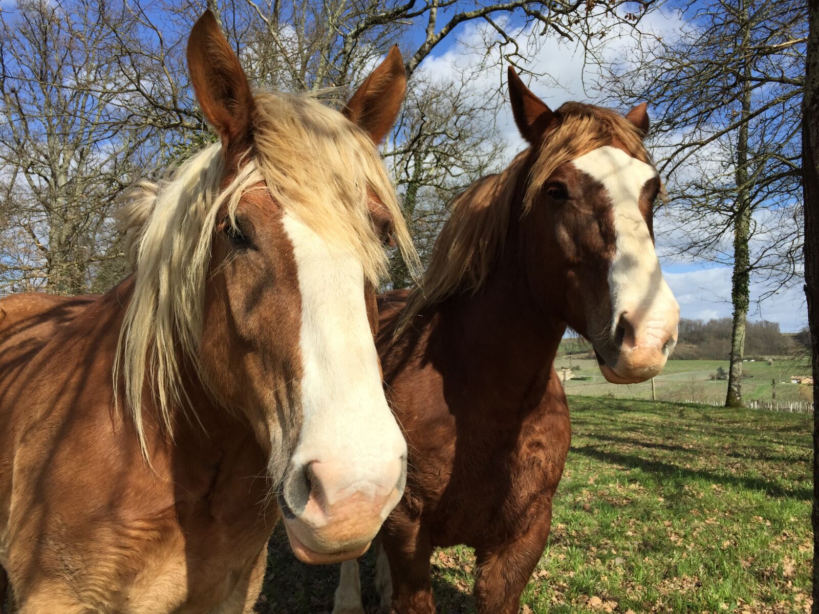 Apple iPhone 6 sample photo. Horses, animal, horse photography