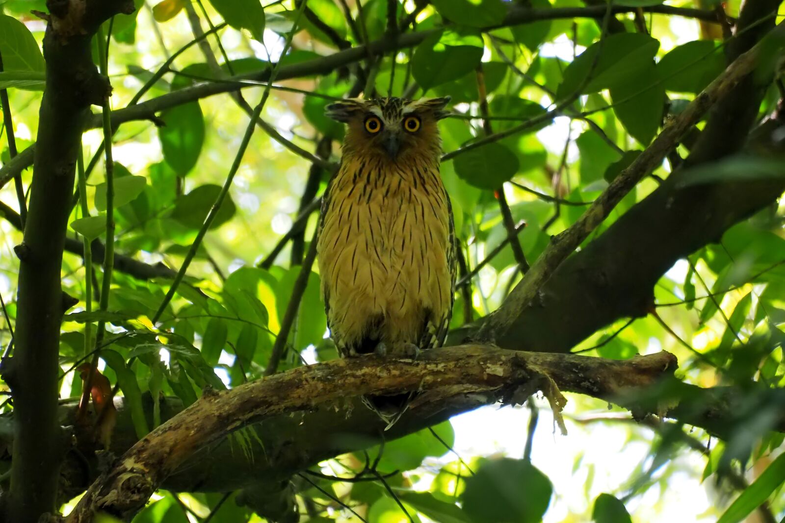 Olympus Zuiko Digital ED 70-300mm F4.0-5.6 sample photo. Buffy owl perched, wild photography