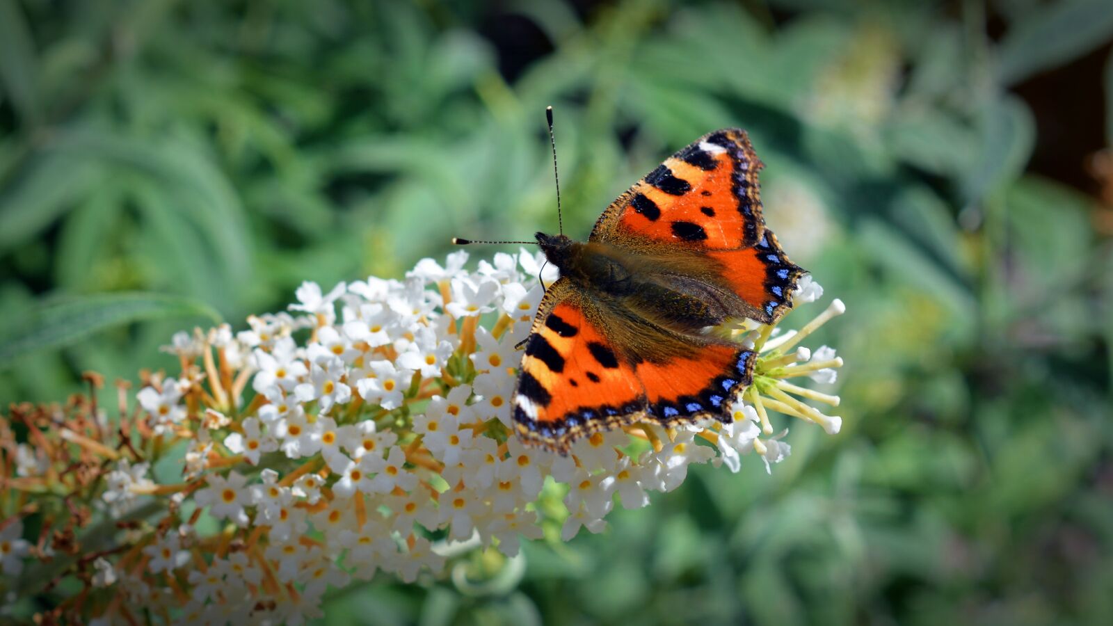 Nikon D5200 sample photo. Butterfly, little fox, aglais photography
