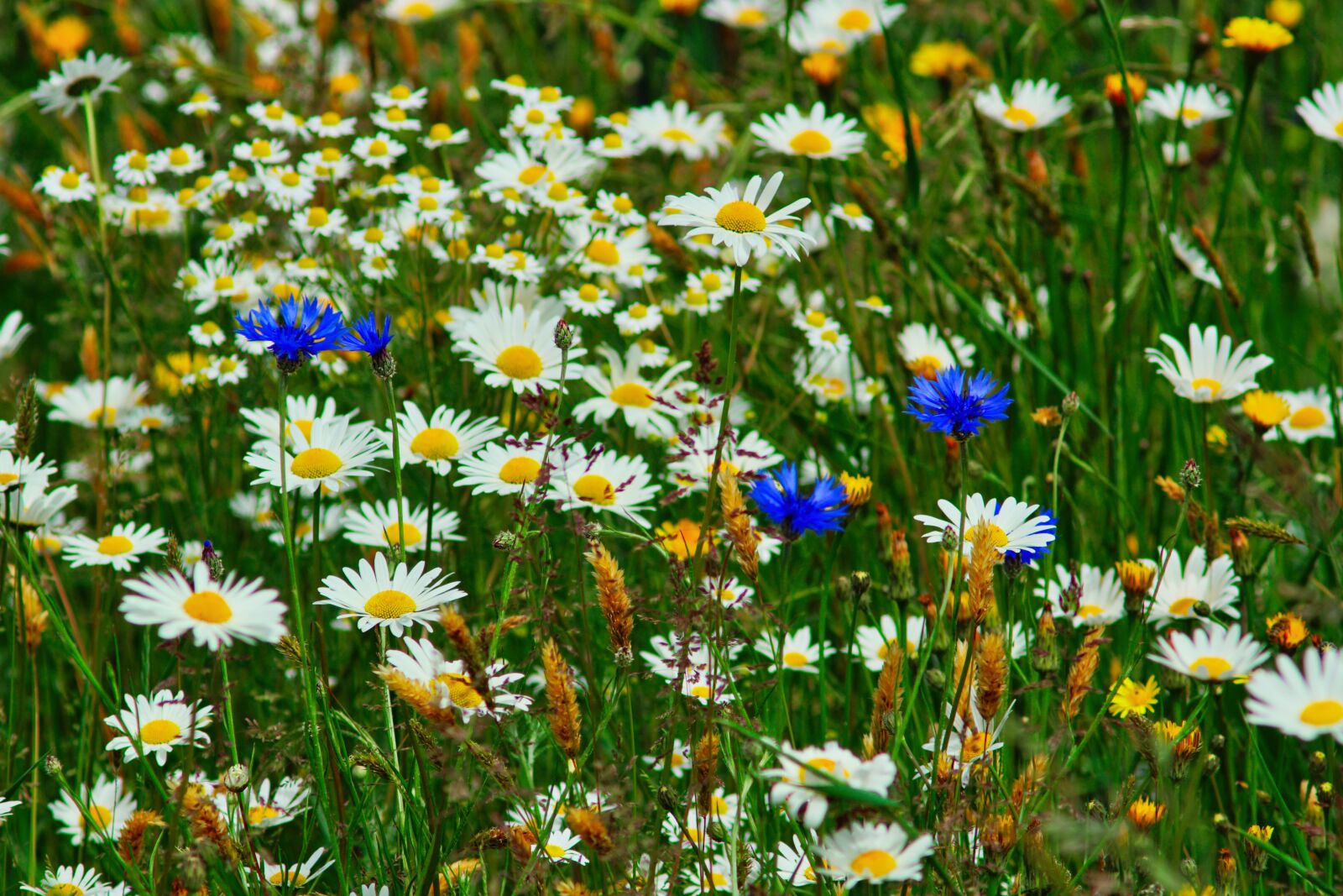 Sony SLT-A68 sample photo. Meadow, early summer, wild photography