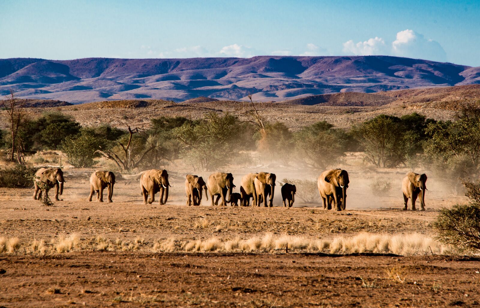 Nikon D800 sample photo. Elephant, desert elephants, namibia photography