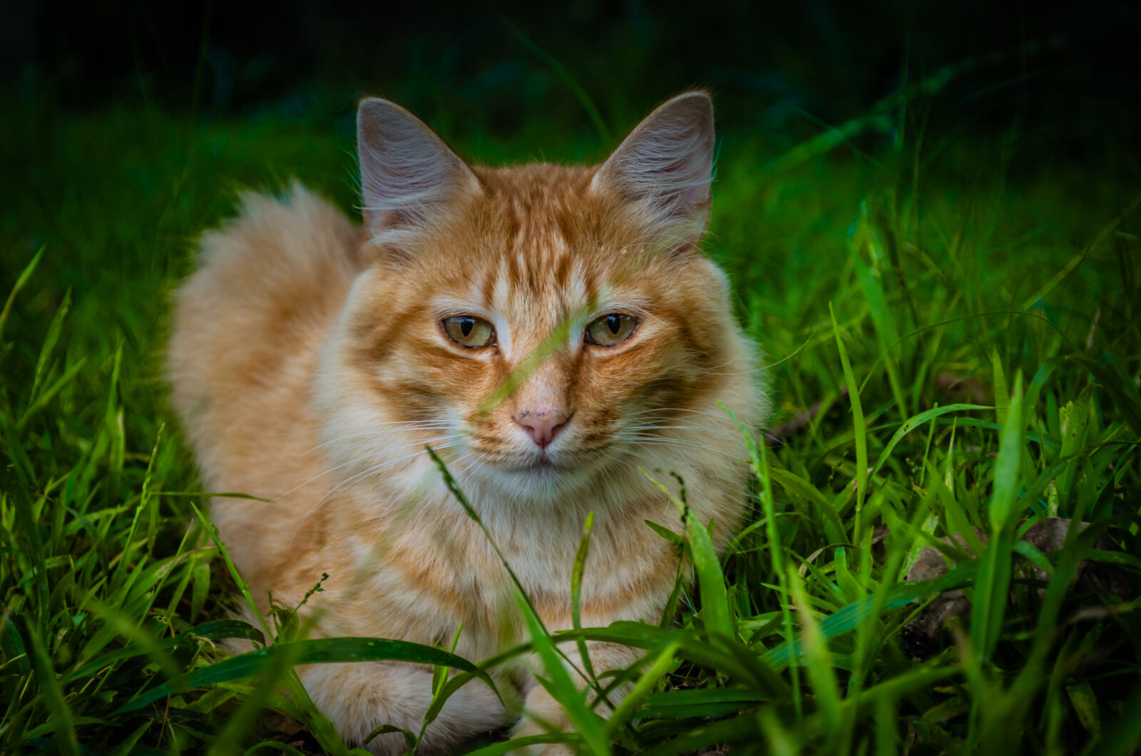 Nikon D5100 sample photo. Domesttic ginger cat photography