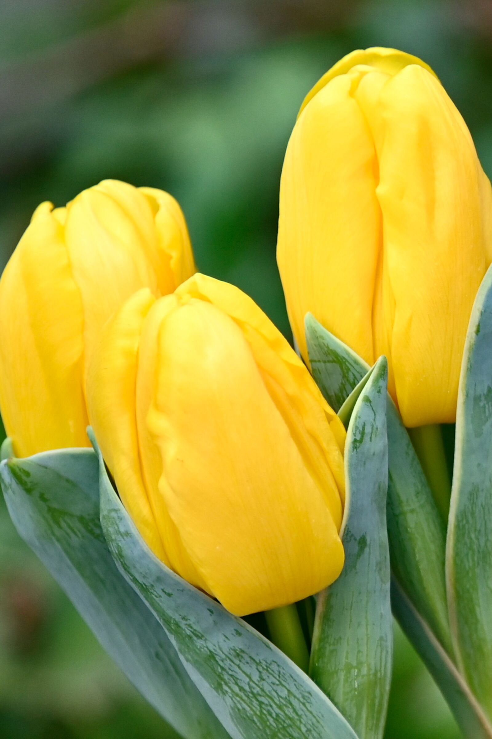 Nikon Z6 sample photo. Tulips, yellow, bright photography