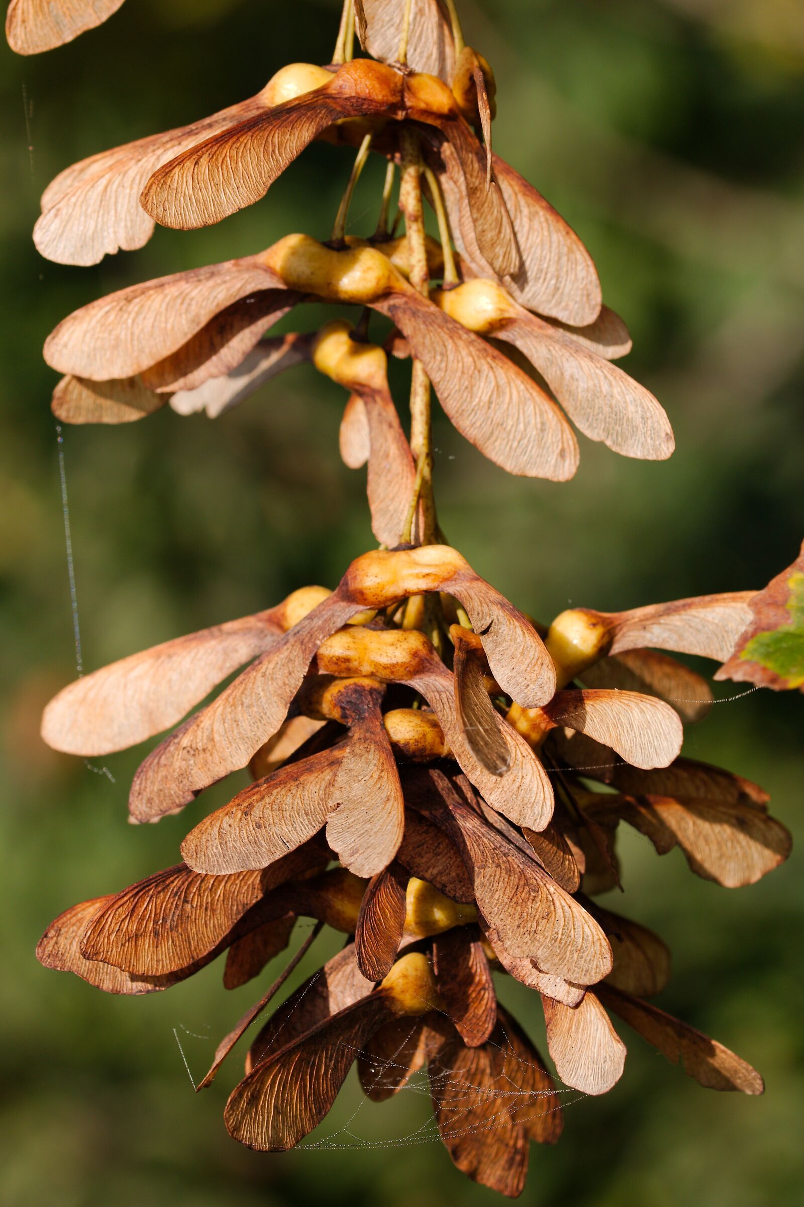 Canon EOS 70D sample photo. Nature, leaf, plant photography